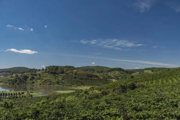 Arbustos de café cerca de granja de café — Foto de Stock