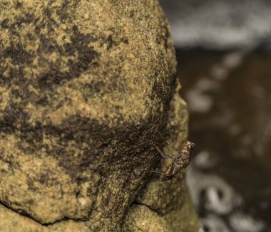 Kbal Spean şelale yakınındaki böcek durumda