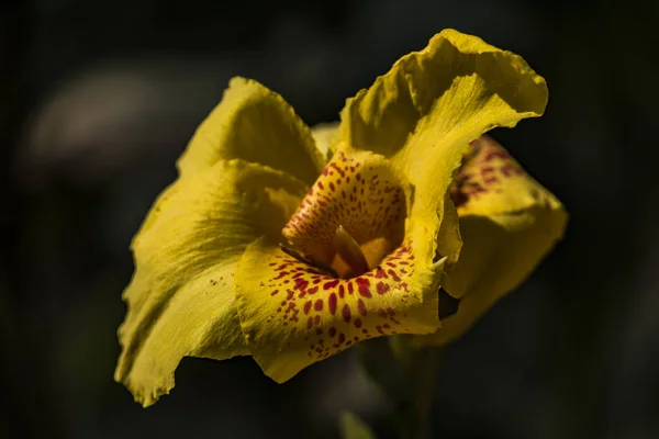 Da Lat blommor nära linbanan — Stockfoto