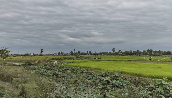 Zona rural cerca de Siem Reap — Foto de Stock