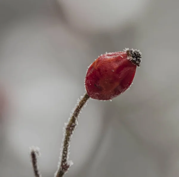 Frutta Brier dopo il gelo in inverno freddo — Foto Stock