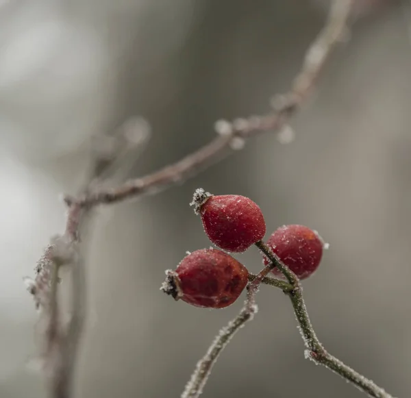 Frutta Brier dopo il gelo in inverno freddo — Foto Stock