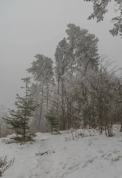 Pin avec glace givrée en Slovaquie Paradise — Photo