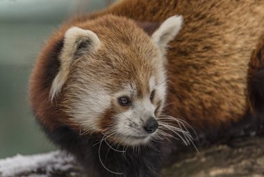 Kış zamanında Hayvanat Bahçesi Liberec Ailurus fulgens
