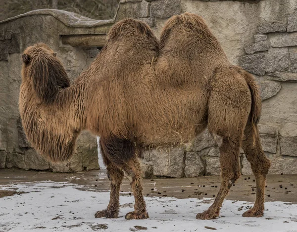 Camels in Liberec ZOO in north Bohemia — Stock Photo, Image