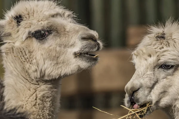 Lama guanicoe in Liberec dierentuin in de winter — Stockfoto