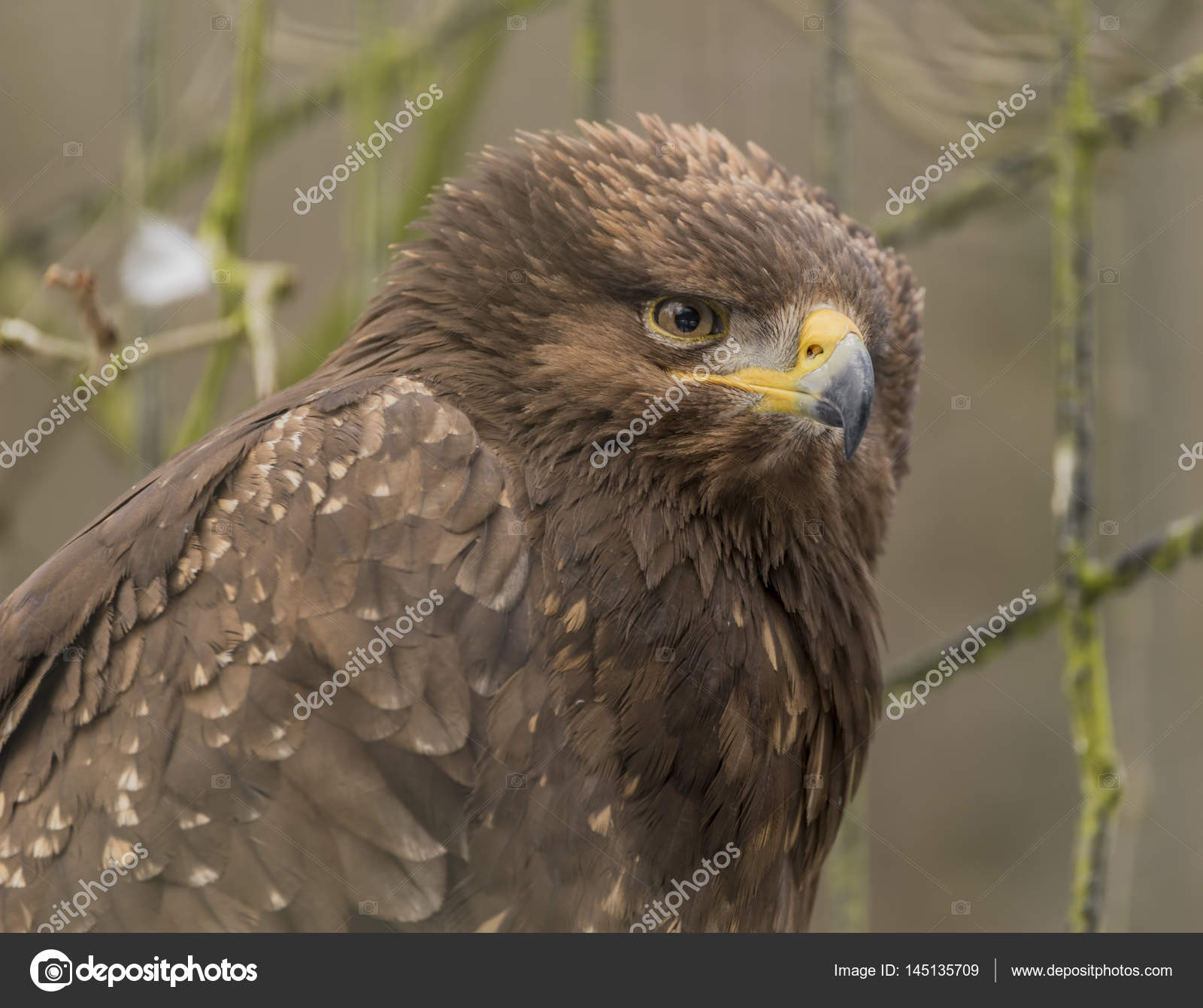 Golden Eagle In Cold Zoo Liberec Stock Photo Laborec425