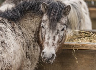 Kış günü Hayvanat Bahçesi Liberec küçük at