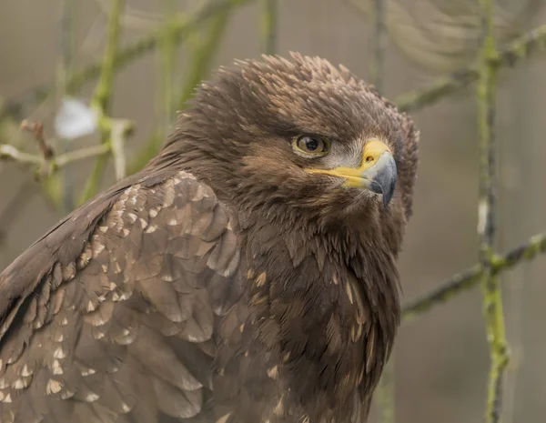 Águia dourada no frio ZOO Liberec — Fotografia de Stock