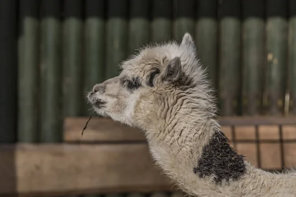 Lama guanicoe in Liberec ZOO in inverno — Foto Stock