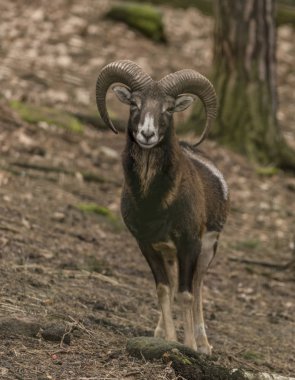 Musmon kış Hayvanat Bahçesi Decin kasabasında