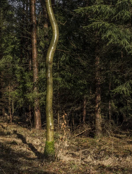 Primavera em Ceske Stredohori montanhas na floresta — Fotografia de Stock