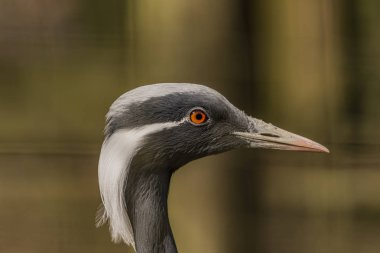 Hayvanat Bahçesi Decin Kuzey Bohemya'da Demoseille vinç