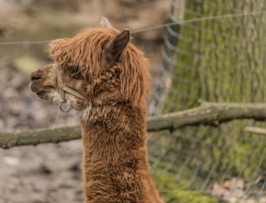 Kışın Decin Hayvanat Bahçesi Lama guanicoe