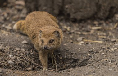 Kış günü içinde hayvanat bahçesi Decin içinde sarı Firavun faresi