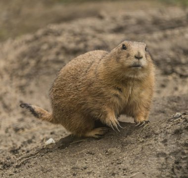 Zemin sincap Decin yeme Hayvanat Bahçesi