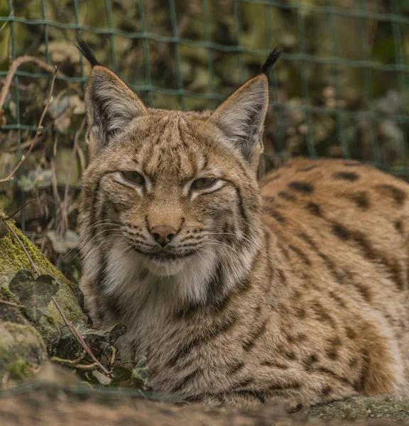 Eurasian lynx in ZOO Decin in winter — Stock Photo, Image