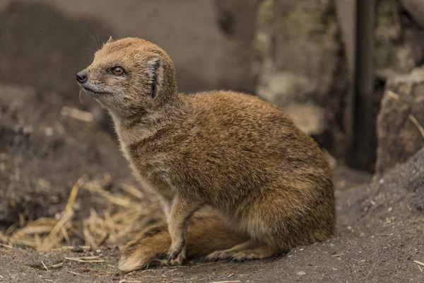 Mongouste jaune dans ZOO Decin dans la journée d'hiver — Photo