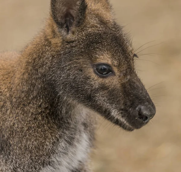 Wallaby dal collo rosso in Decin ZOO — Foto Stock