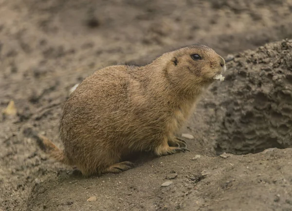Ground squirrel in Decin ZOO eating