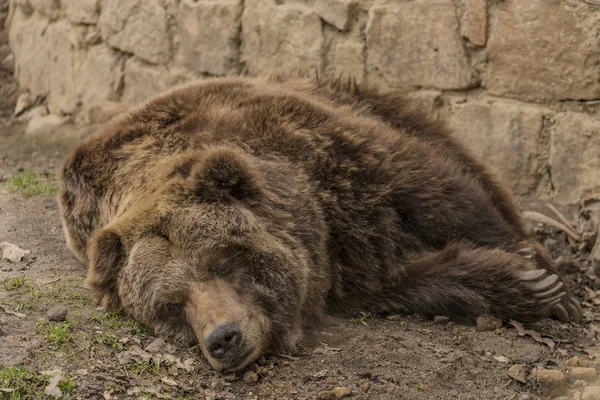 Медведь гризли в зоопарке Decin в весенний день — стоковое фото