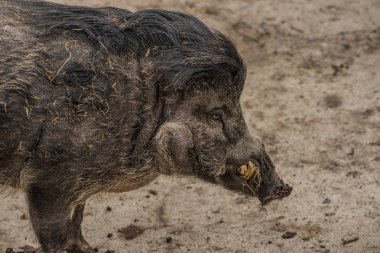 Visayan warty pig in ZOO Decin clipart