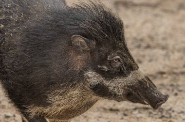 Hayvanat Bahçesi Decin Visayan siğil gibi domuz