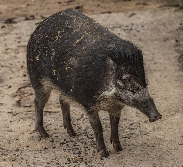 Visayan wrattenzwijn in Zoo Decin — Stockfoto