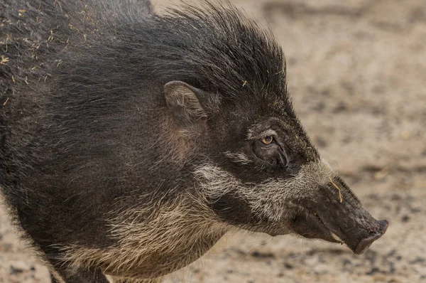 Hayvanat Bahçesi Decin Visayan siğil gibi domuz