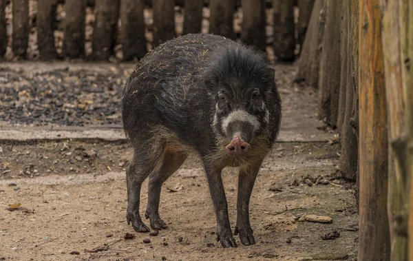 Visayan wrattenzwijn in Zoo Decin — Stockfoto