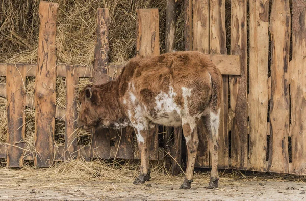 Zebu Decin saman yemek Hayvanat Bahçesi — Stok fotoğraf