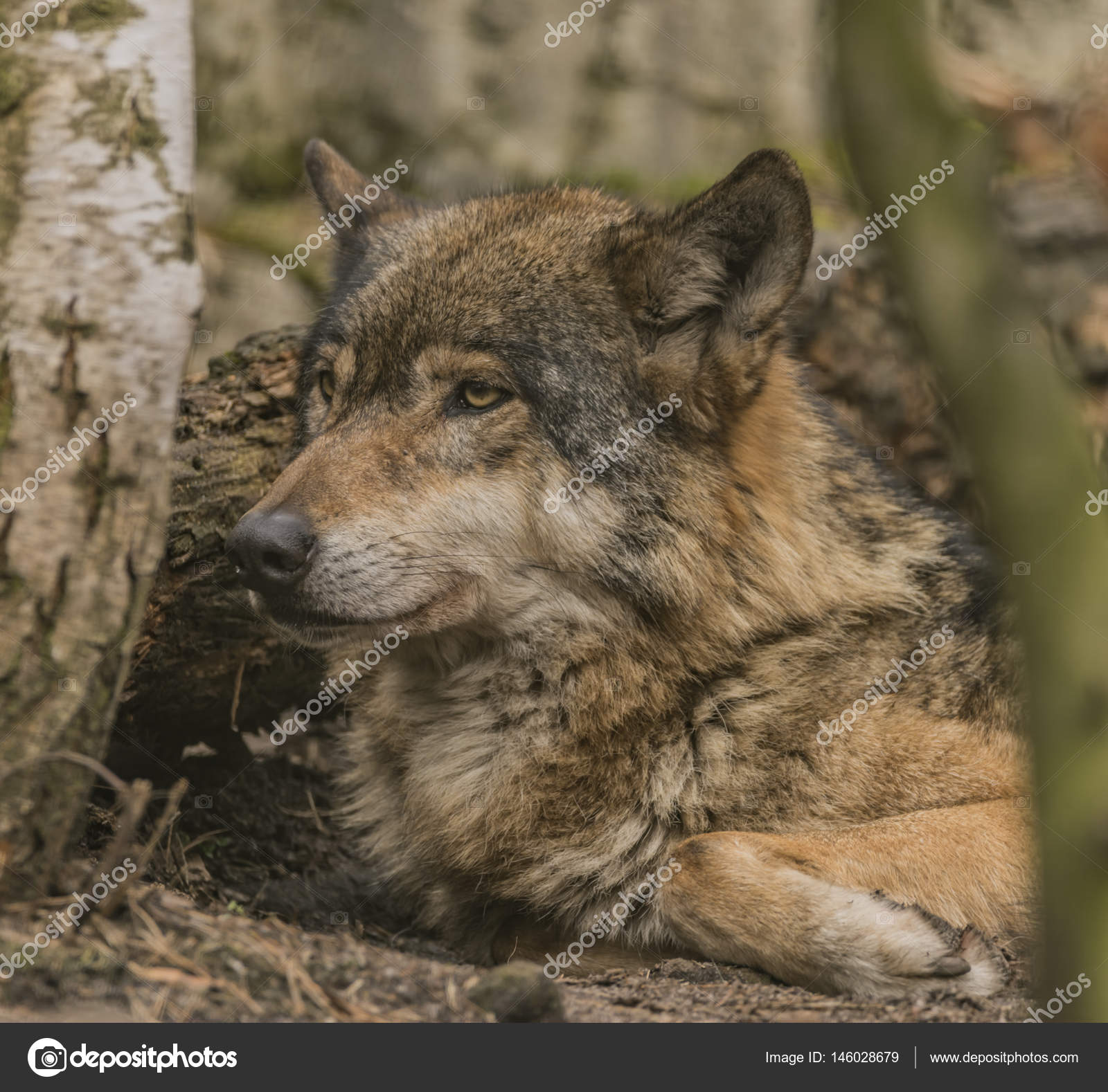 Wolf pictures sad