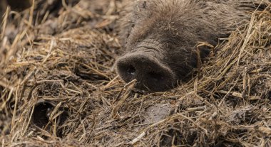 Yaban domuzu yatarken, burun detayını kirli saman ıslak