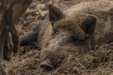 Yaban domuzu yatan kirli saman ıslak