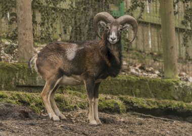 Musmon kış soğuk bulutlu günde