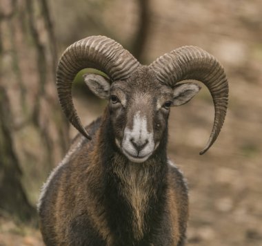 Musmon kış soğuk bulutlu günde