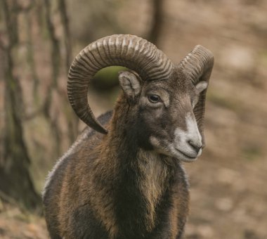 Musmon kış soğuk bulutlu günde