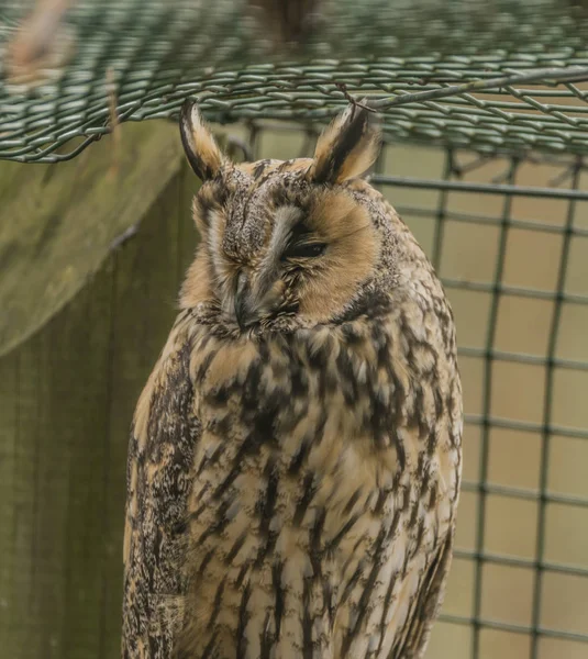 Tawny búho en primavera bonito día — Foto de Stock