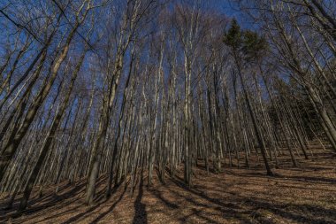 Kayın ağacı ormanda Milli Parkı