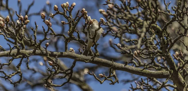 Pták na ovocný strom s mladými bloom — Stock fotografie