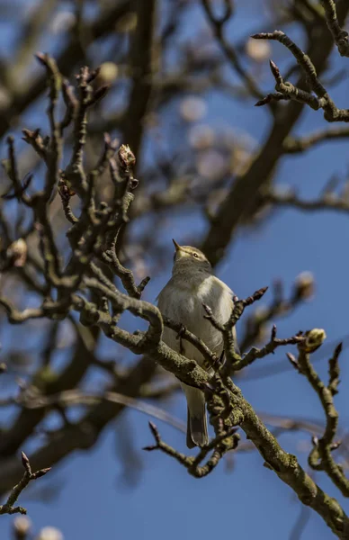 Vogel auf Obstbaum mit junger Blüte — Stockfoto