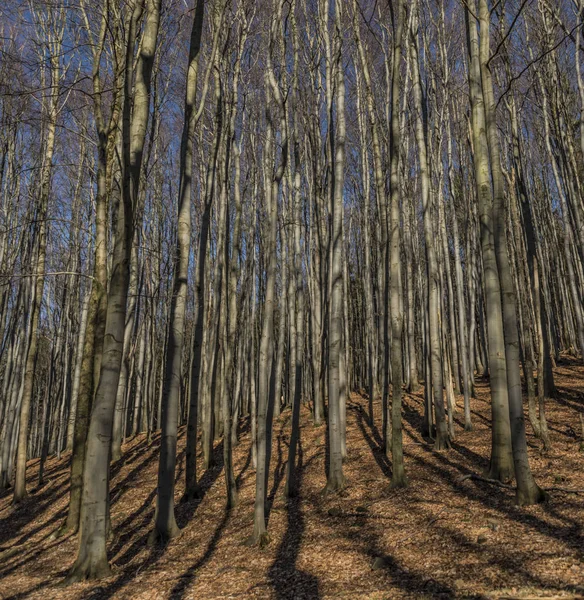 国立公園のブナの森 — ストック写真