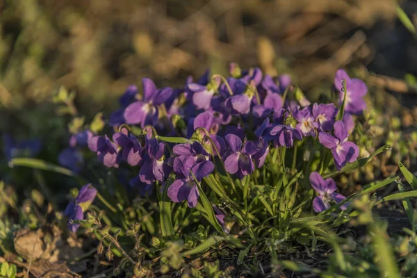 紫罗兰花在潮湿的早晨日出时间 — 图库照片