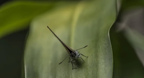 Motyl na liść w pobliżu Kbal Spean wodospad — Zdjęcie stockowe