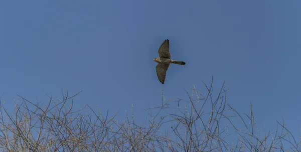 Raptor fågel på blå himmel över träden — Stockfoto