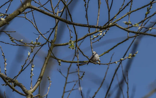 Oiseau sur arbre fruitier avec jeune fleur — Photo