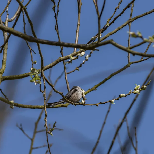 Oiseau sur arbre fruitier avec jeune fleur — Photo