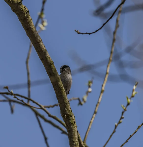 Vogel auf Obstbaum mit junger Blüte — Stockfoto