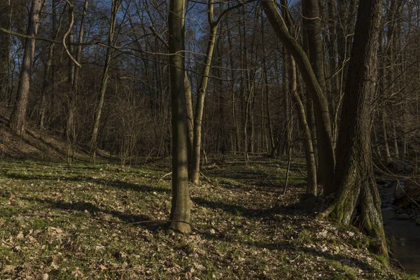 Proboštovský potoka nedaleko obce Bynov v jarní večer — Stock fotografie