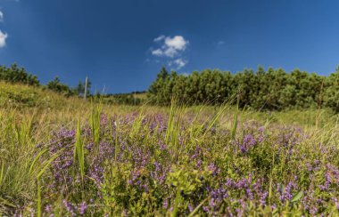 Güneşli yaz günü Krkonose dağlarında